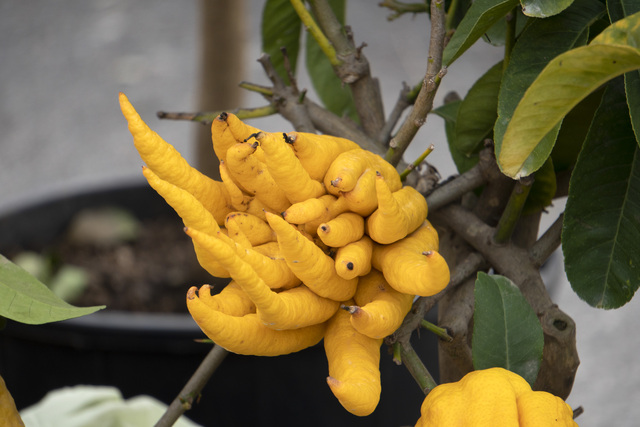 Buddha's Hand fruit, 